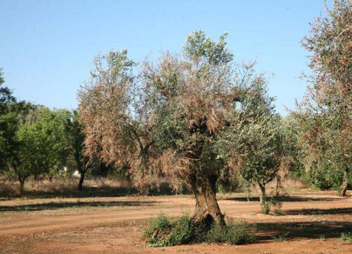 Sfondo