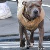 Milano, carabinieri provano ad arrestare un 69enne ma il suo pittbull non ci sta e azzanna