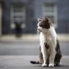 Gatto Larry compie 15 anni di servizio, è Chief Mouser a Downing Street
