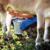 Latte crudo e batteri, le regole per non correre rischi