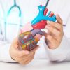 Salute: Cardio hub, al via laboratorio permanente per malattie cardio-cerebrovascolari