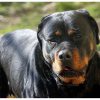 Azzannato in campagna da due rottweiler, muore 72enne: dramma a Lecce