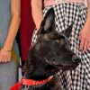 Cannes, il cane Yuri vince la Palm Dog: è la star del film ‘La Perra’