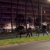 Cavalli in fuga a Roma, 4 vigili urbani fuori dalla parate del 2 giugno