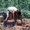 Crisi nei campi, lavoratori agricoli sempre più anziani e 1 su 2 è straniero