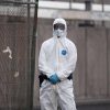 Hantavirus, l’esperta: “Non si rischia nuova pandemia, più letale ma diverso da Covid”