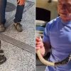 Kennedy ancora a caccia di serpenti, stavolta non viene morso