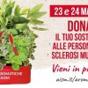 Settimana nazionale della sclerosi multipla, tornano le erbe aromatiche Aism in 500 piazze