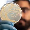 Mappato il microbioma di Ötzi l’uomo dei ghiacci. La scoperta: super lieviti resistenti al freddo, primo test il pane