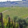 Nel Chianti riaffiora la vite etrusca, a Cetamura riscritta la storia del vino