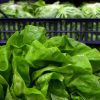 Epidemia di ciclosporiasi negli Usa, “infezioni causate da lattuga servita da Taco Bell”