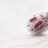 Ricerca, studio italiano svela il ruolo dei mitocondri nell’invecchiamento sano