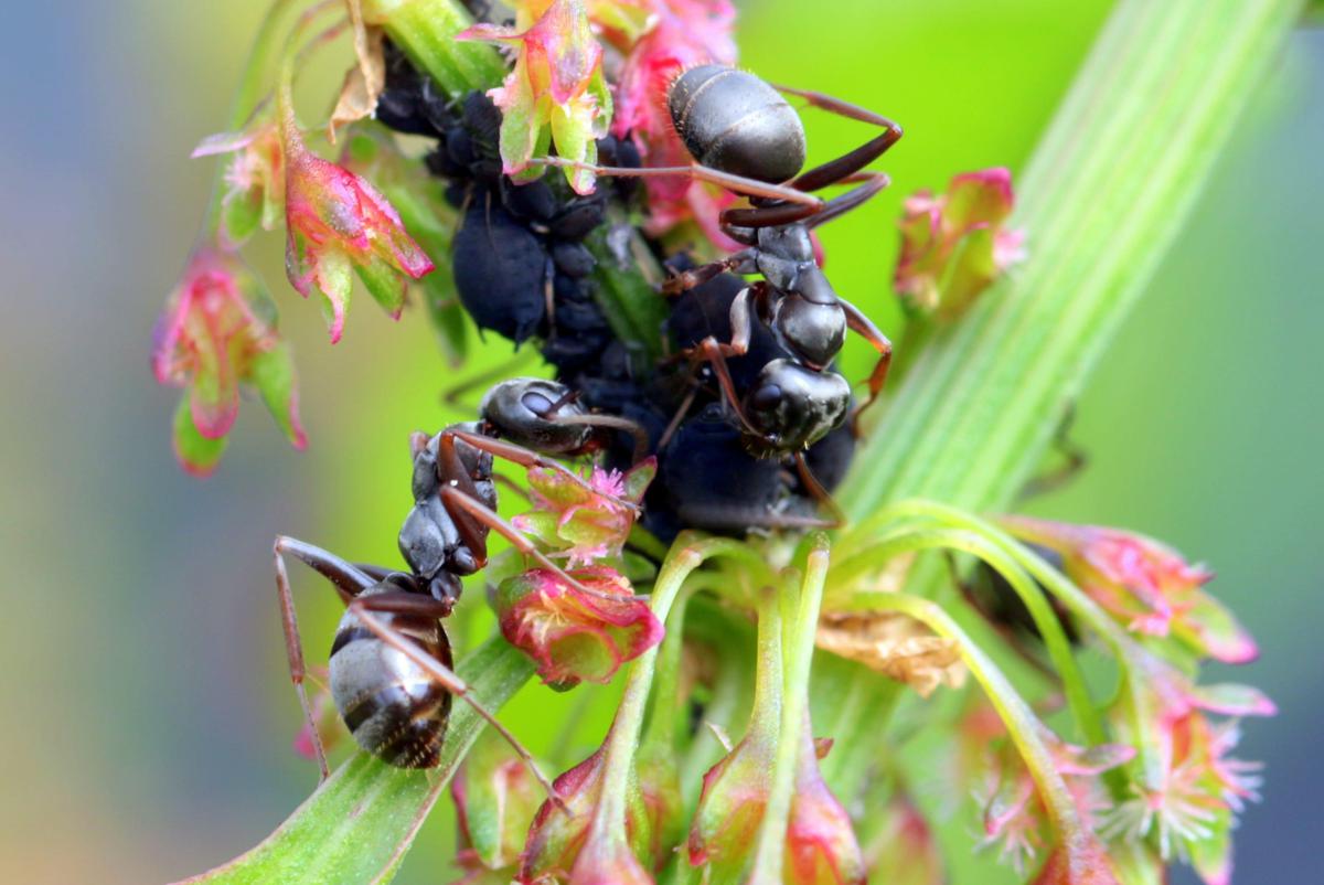 Sfondo