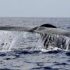 Balena di 200 anni in Groenlandia: “È nata prima della guerra civile americana”