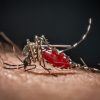 Cos’è la malaria, la ‘febbre palustre’ portata dalle zanzare che ora spaventa la Germania