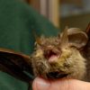 Donna si risveglia con un pipistrello in faccia: “Voleva infilarsi in bocca”