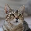 Gatto scompare per 10 anni, poi si presenta… al compleanno della padrona