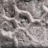 Il mistero del Paleodictyon: ecco chi disegna esagoni nei fondali marini da mezzo miliardo di anni