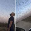 Invasione record di locuste, milioni di insetti oscurano il cielo. E il web grida alla ‘piaga biblica’