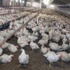 Meglio il pollo con pelle bianca o gialla? L’allevatore sfata un falso mito