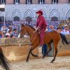 Palio Siena, la Contrada della Torre vince la quarta prova
