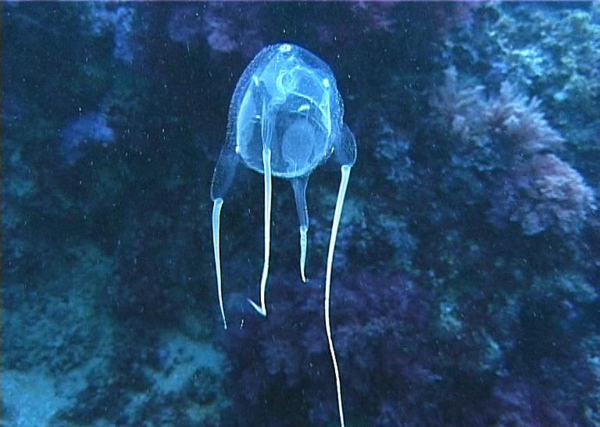 Sfondo