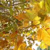 Equinozio d’Autunno con calo delle temperature minime, piogge venerdì poi weekend di sole