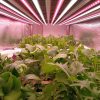 Il CNR scopre come aumentare la vitamina B9 con la luce negli ortaggi a foglia