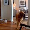 Il ladro entra in casa, il labrador fa festa e porta i giochi…