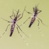 Zanzare e virus, cresce l’attenzione in Italia: 700 casi di West Nile e 312 di Dengue