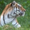 Scavalca il recinto e viene sbranato da una tigre allo zoo: tragedia nello Yorkshire